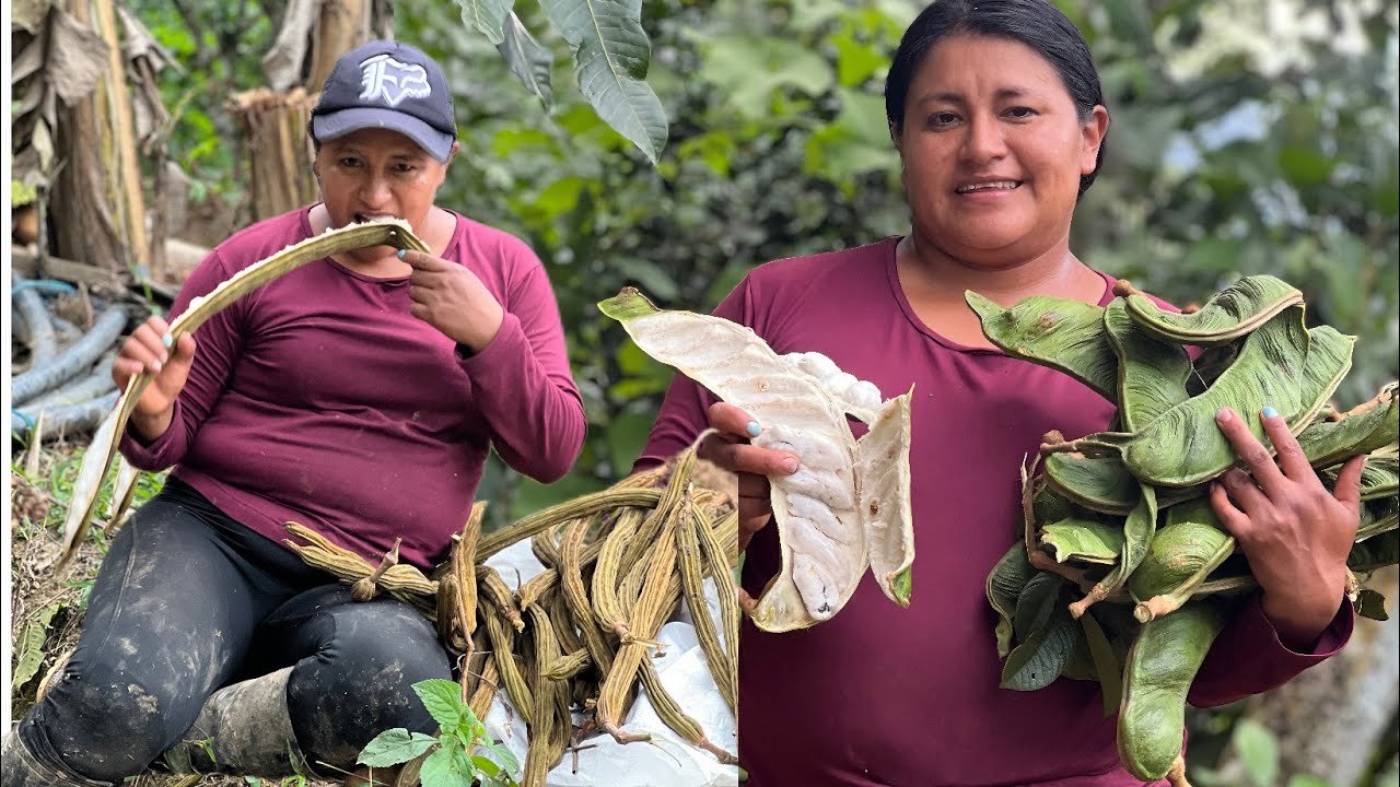 Cosecha de guabas bejuco .. As&iacute; la conocemos esta deliciosa fruta de la selva