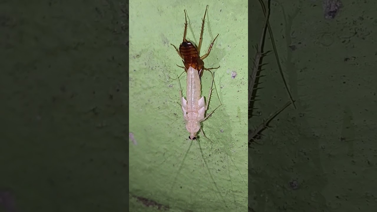 white cockroach #viral #cockroach #white #shortfeed