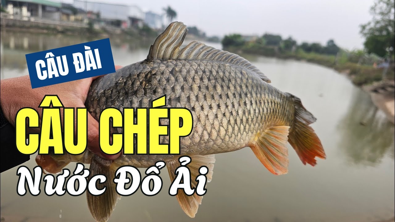 Câu Cá Ngày Nước Đổ Ải Cảm Giác Khó Tả Khi Giật Được Con Chép Sông Cực Đẹp