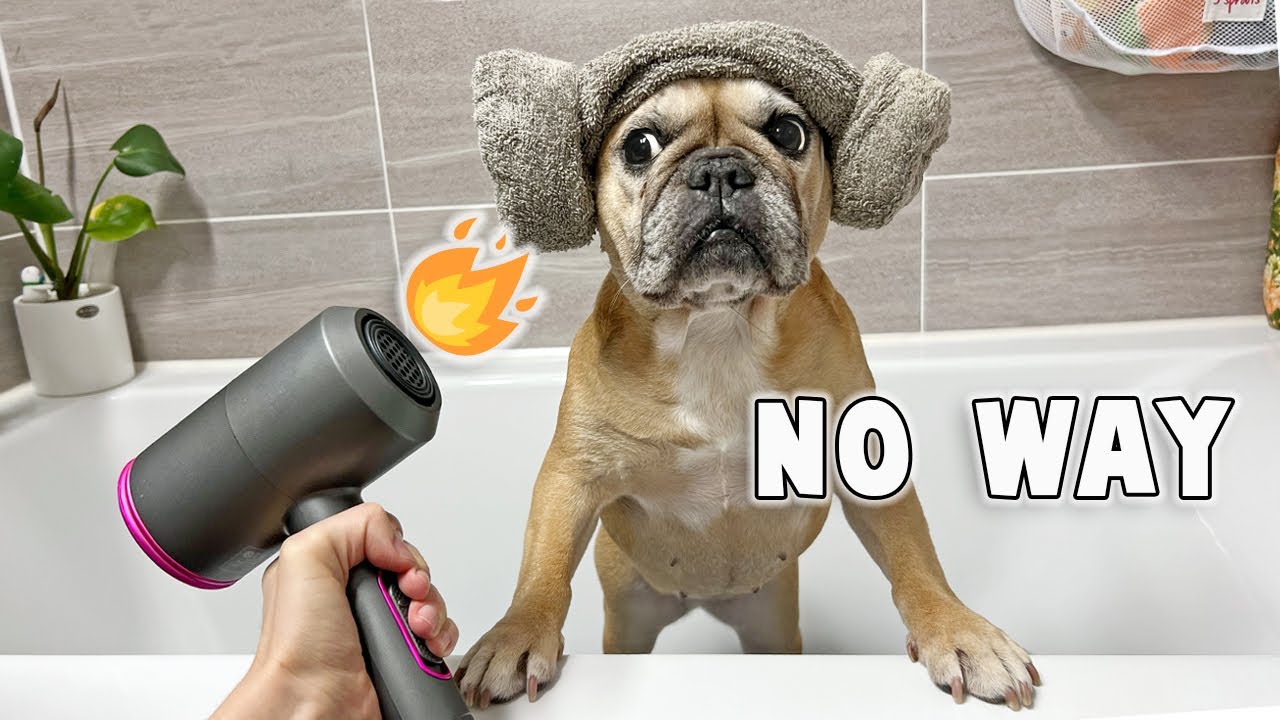 French Bulldog HATES This About Bath Time | She Gets Revenge