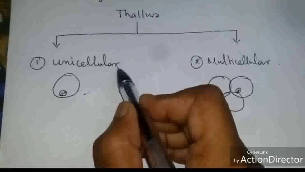 Glony: struktura plechy