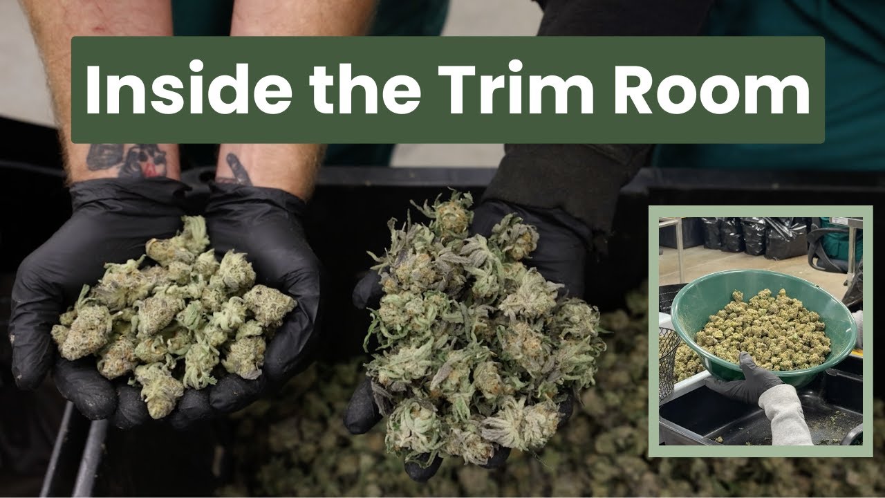 How We Prep Your Flower for Perfect Hand Trimming | Inside Flora Farms