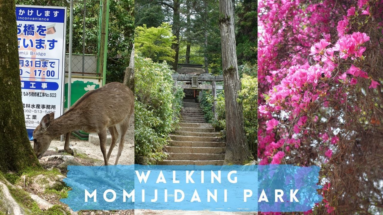Experience the Enchantment of Momijidani Park