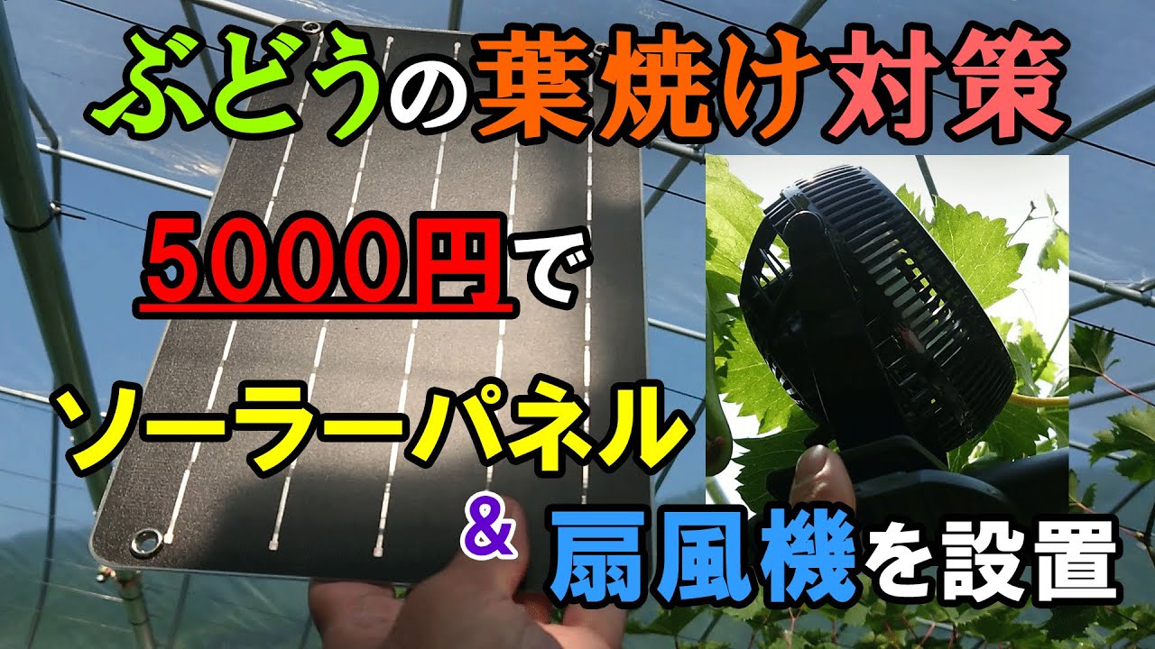 ぶどうハウスの葉焼け対策  ソーラパネル＋扇風機を設置 【予算5000円】