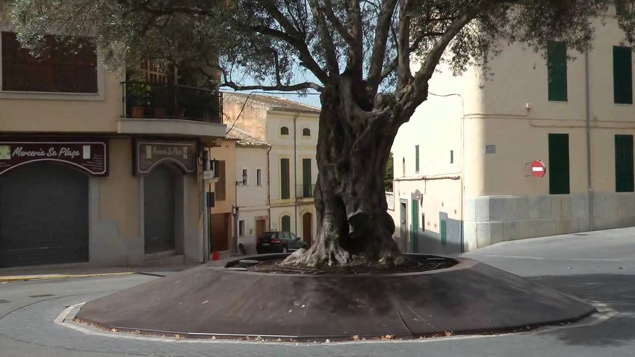 Nº 7 Santa Margalida Conocer Mallorca España