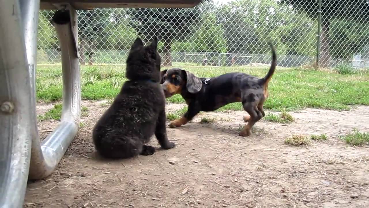 Bob the Schipperke playing w/ 'Junebug', Hazeldale Dog Park, Aloha, OR.