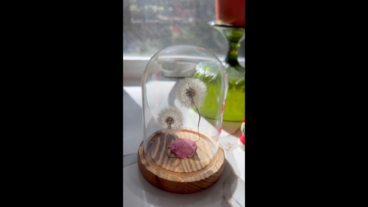 Everlasting Wish - Dandelion Science