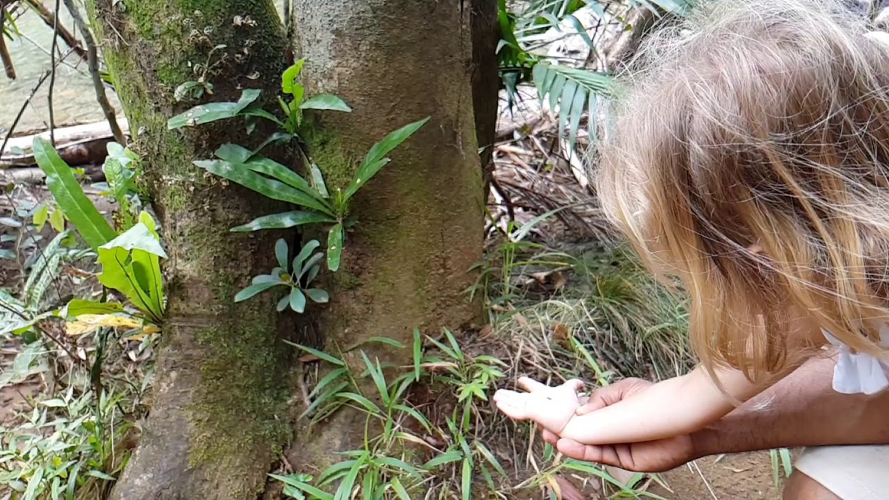 BaracoaCuba lagartija ящерица HumboldtNationalpark ParquenacionalHumboldt НациональныйпаркГумбольдта