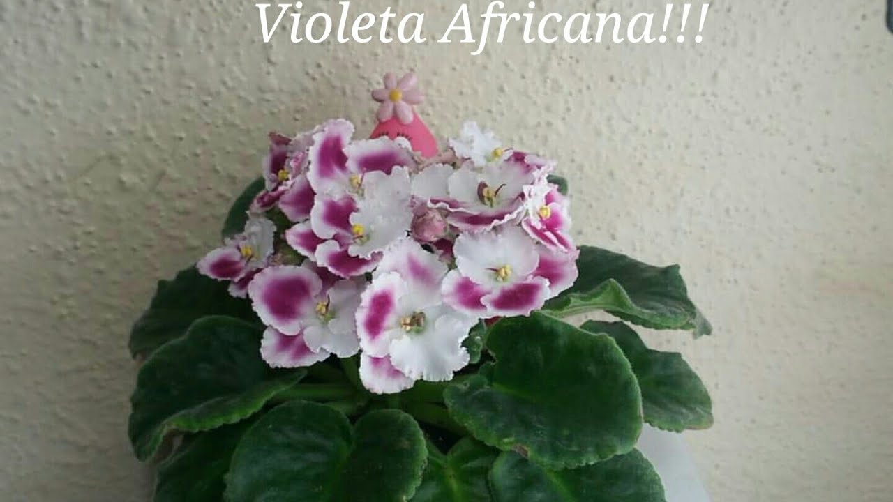 Reproducir Violeta Africana!!!como lo hice? Tres métodos diferentes!!!
