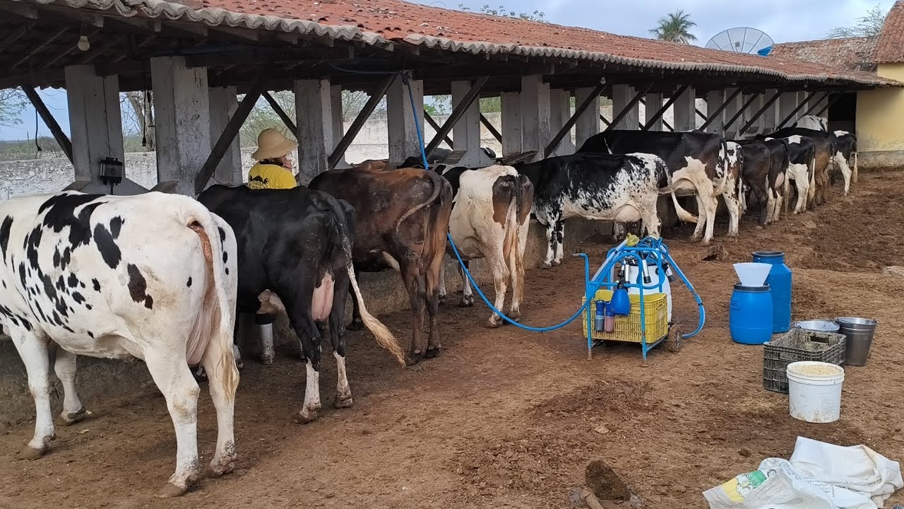 FUI VISITAR ALEX  E SEU SOGRO ELES ESTÃO COM UMA VACARIA TOP COM ALTA PRODUÇÃO DE LEITE !!!!!!!
