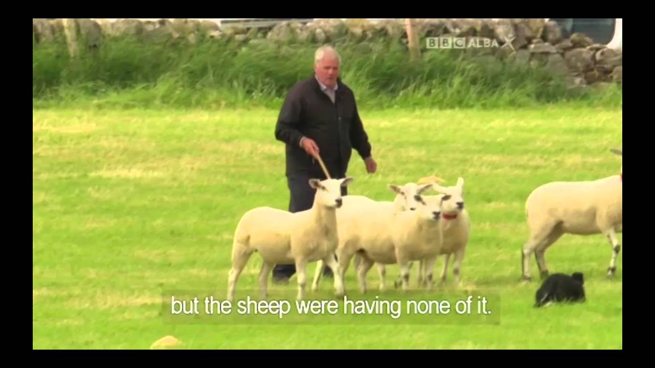 Andy Carnegie & Jess - Day 1 - 2015 Scottish National Sheep Dog Trial