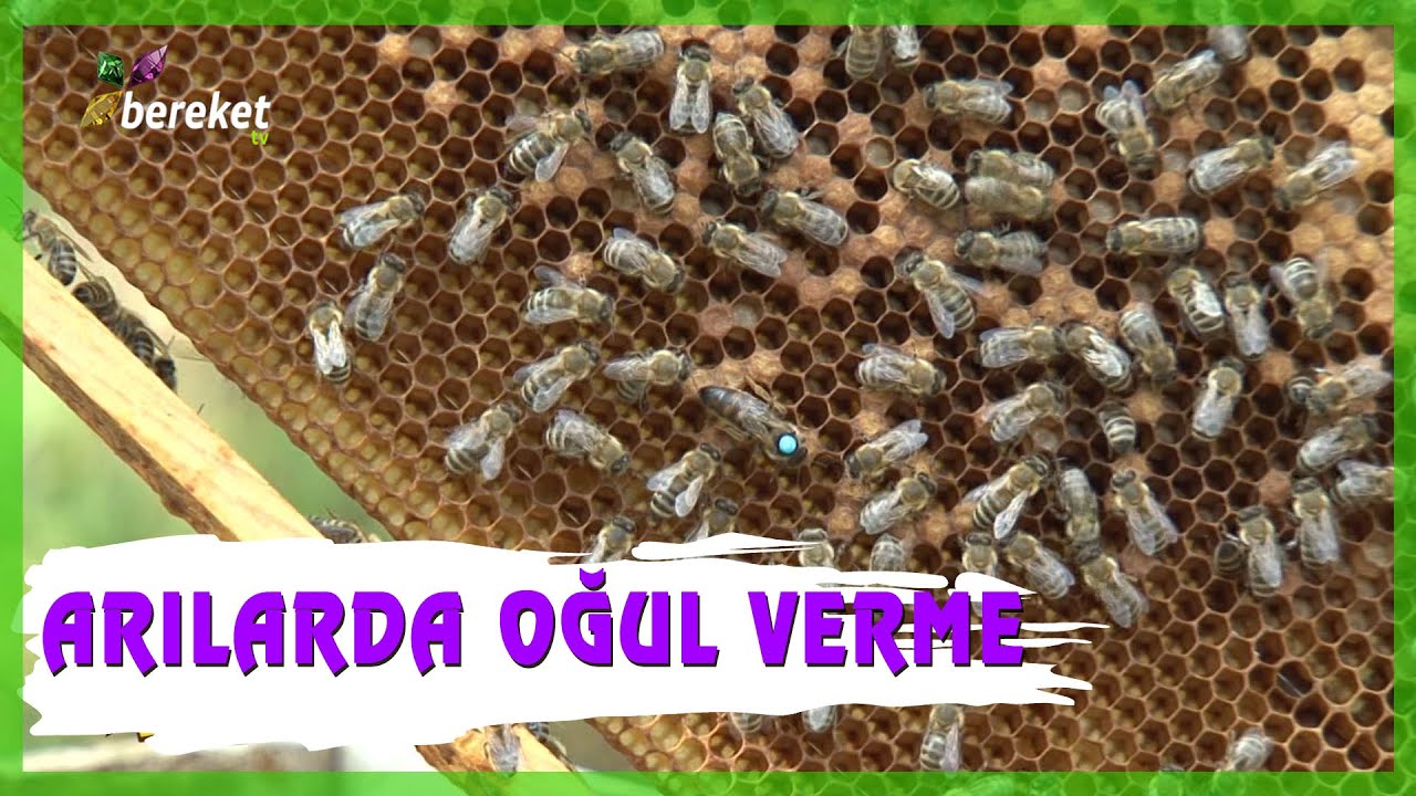 Oğul Nedir, Arılar Neden Oğul Veriyor ?