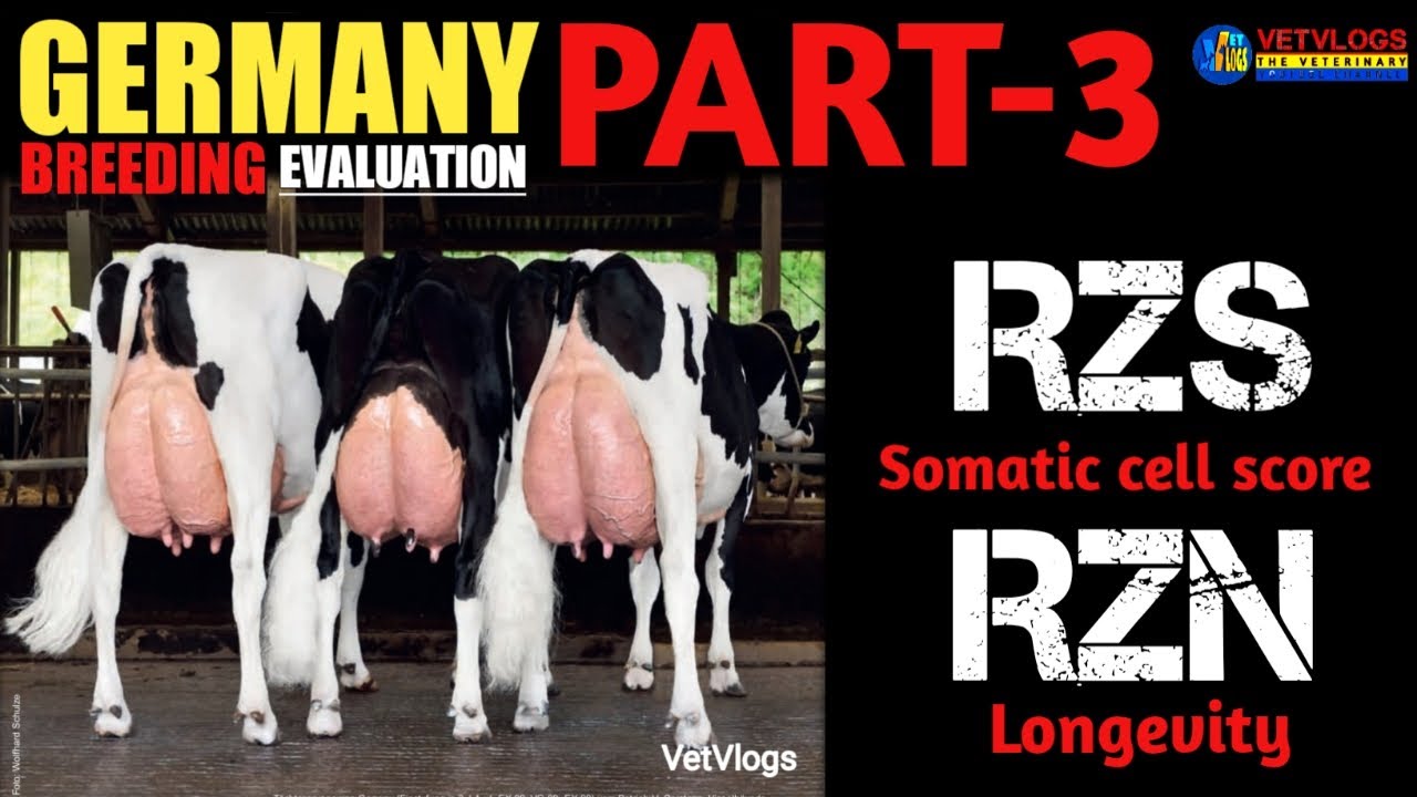 Germany Bull Selection Part-3 || Somatic cell score & Longevity || RzS || RzN || @VetVlogsChannel