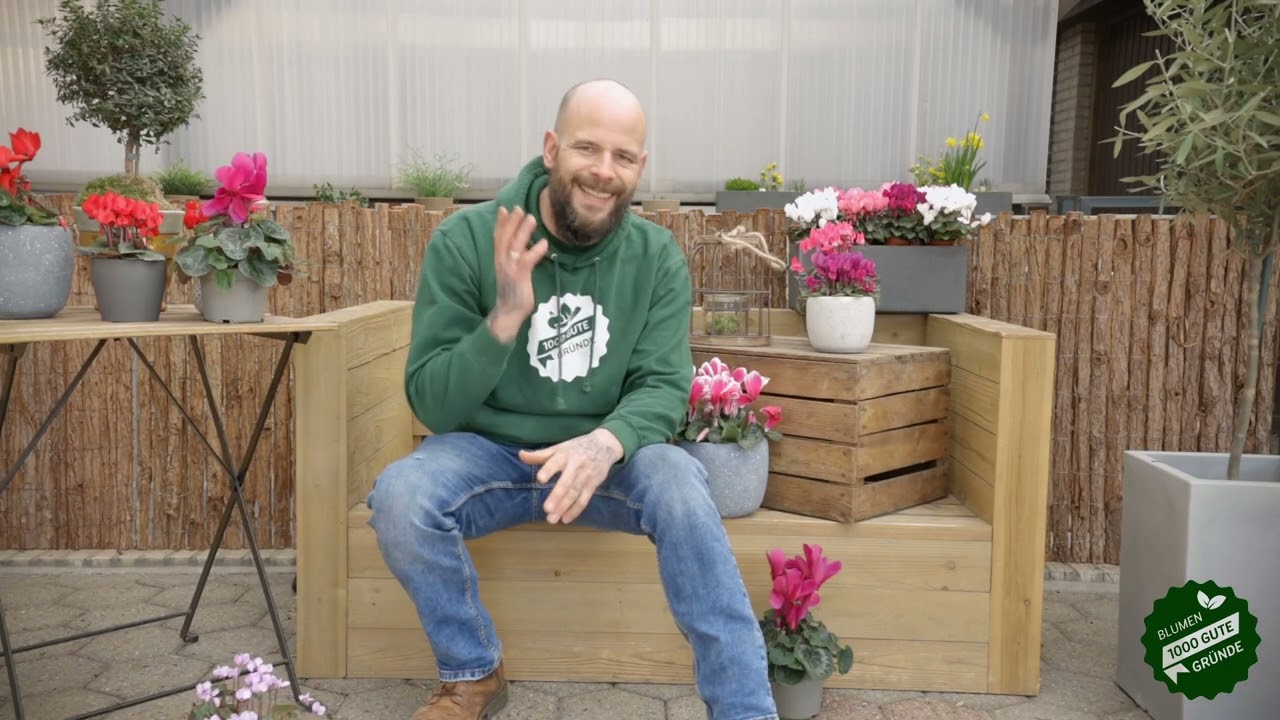 Alpenveilchen richtig pflegen - Tristan rockt den Garten