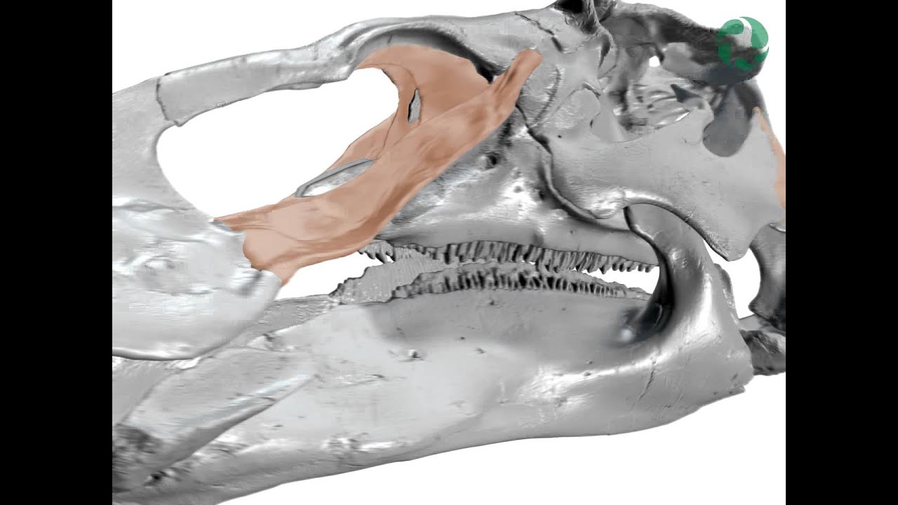 Hadrosaur chewing mechanism visualization using 3D animation
