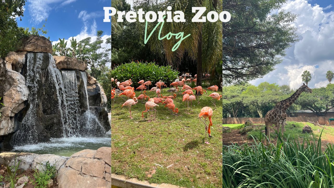 #zoologicalgarden Vlog | PRETORIA ZOO🦩🌻