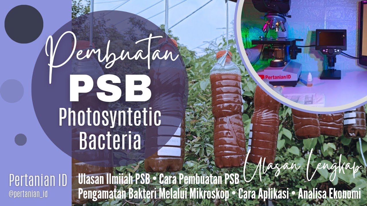 Cara Membuat PSB Bakteri Fotosintesis | Ulasan Lengkap Photosynthetic Bacteria