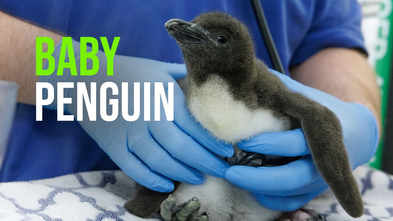 Goodness, Gracious, Great Ball of Floof — Tennessee Aquarium Hatches Macaroni Penguin Chick