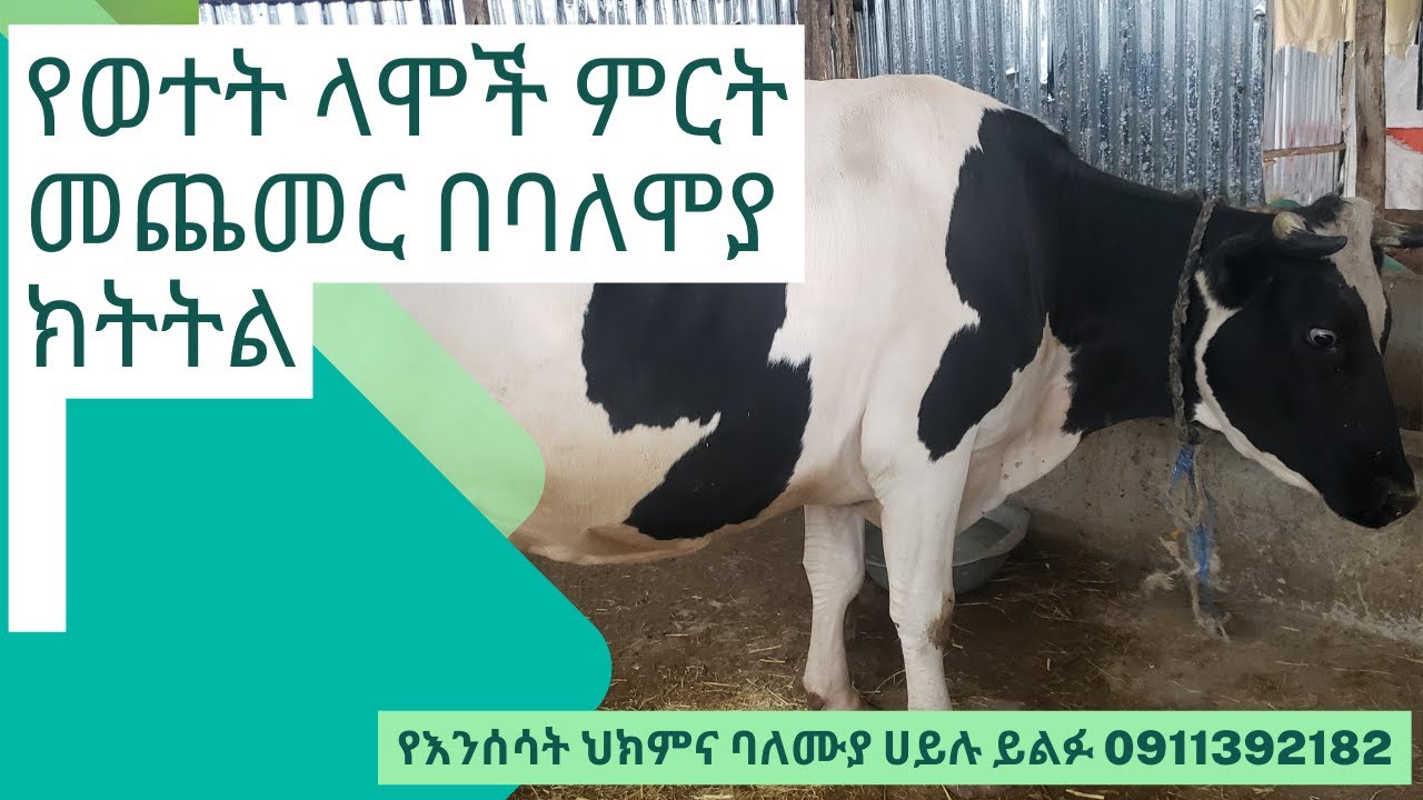 የወተት ላሞች ምርት መጨመር በባለሞያ ክትትል
