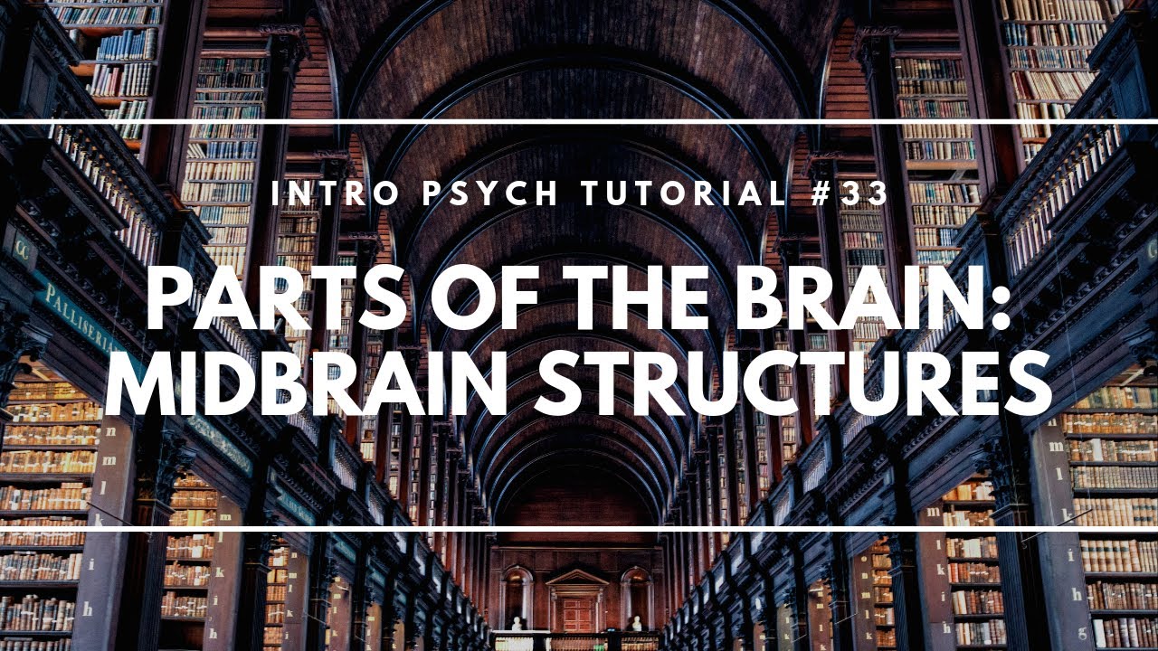 Parts of the Brain: Midbrain Structures (Intro Psych Tutorial #33)