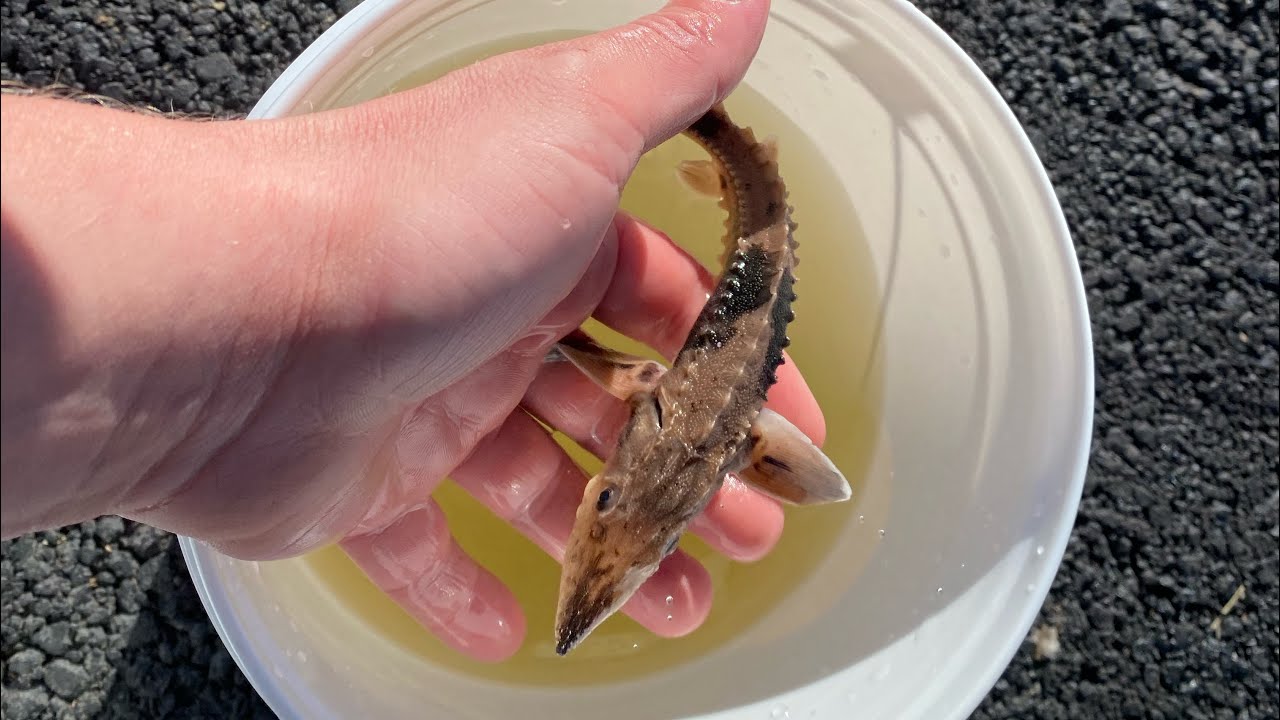 Prehistoric fish unboxing!