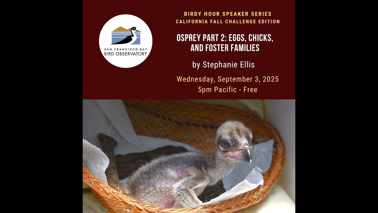 Osprey Part 2: Eggs, Chicks, and Foster Families