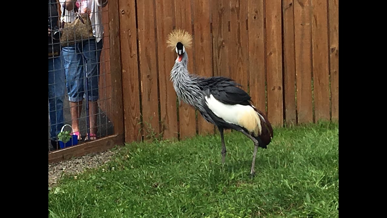 Animal Adventures with Jordan: East African Crowned Crane