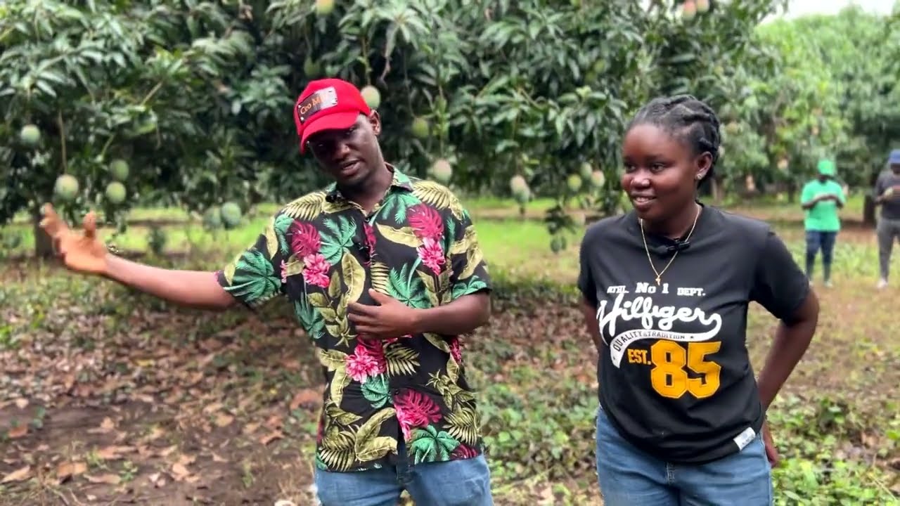 How to Start a Mango Farm #fruit #africa #food #healthy #diseases #health #money #ghana #mango #life