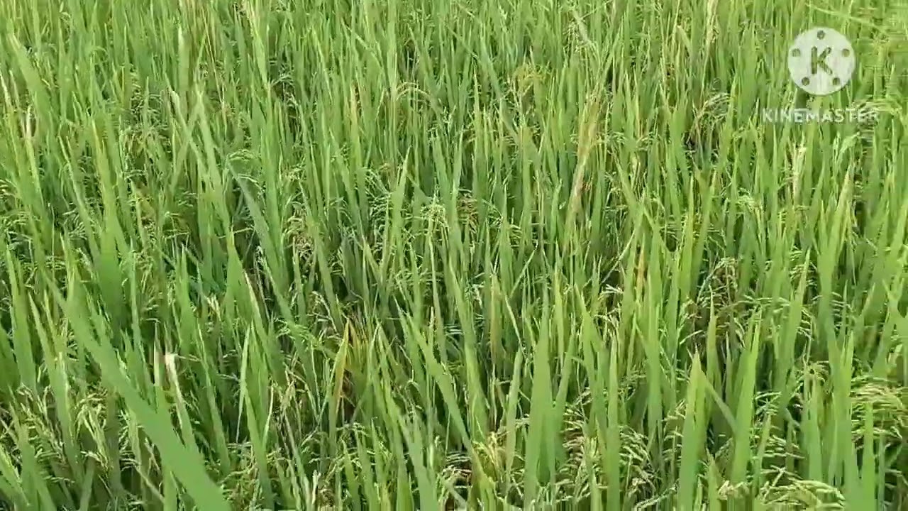 Lúa bán rồi 10ngày nữa cắt được 6k100đồng