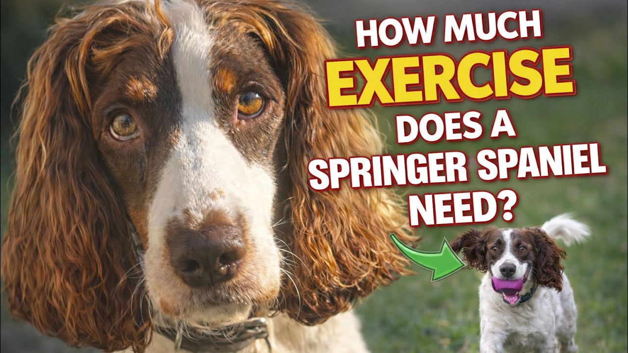 How much exercise does a springer spaniel really need? 