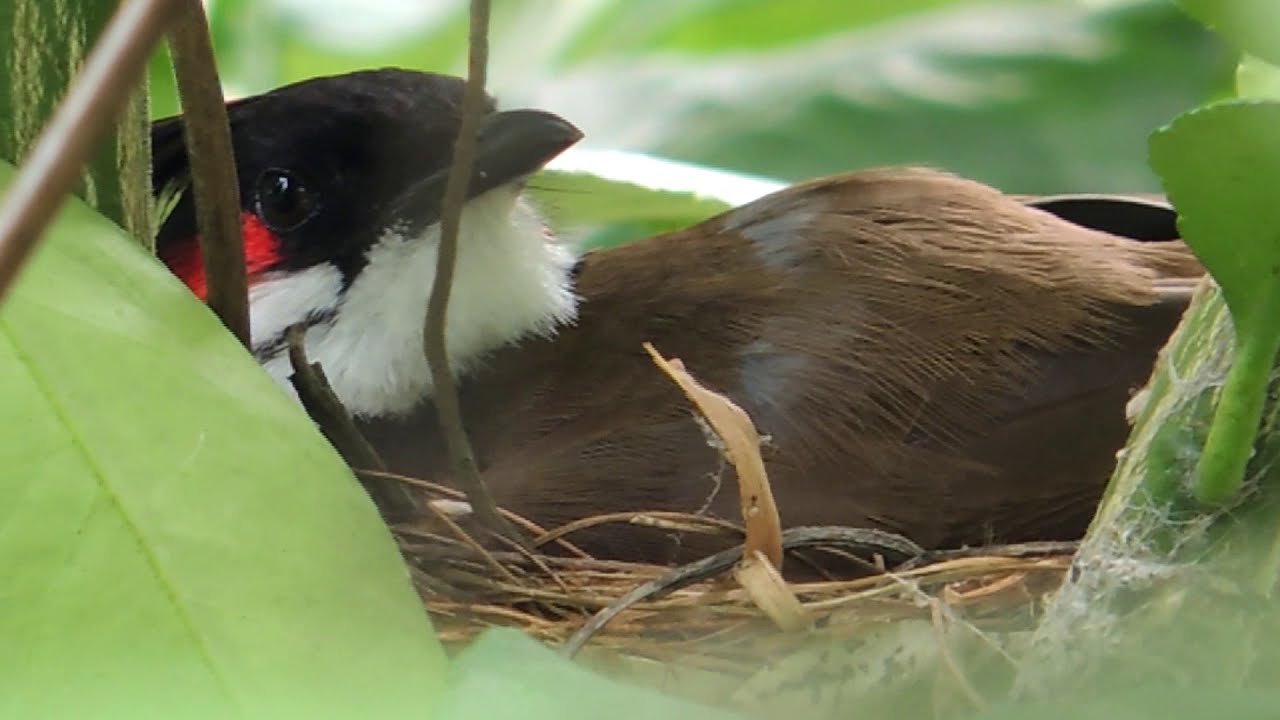 The Story of a Bulbul | From Building Nest to Feeding Chicks