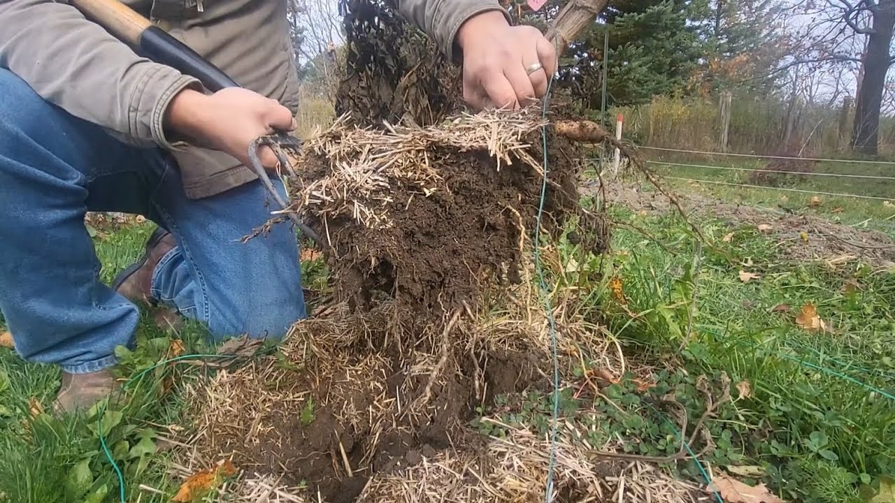 A simple way to dig and clean Dahlia tubers