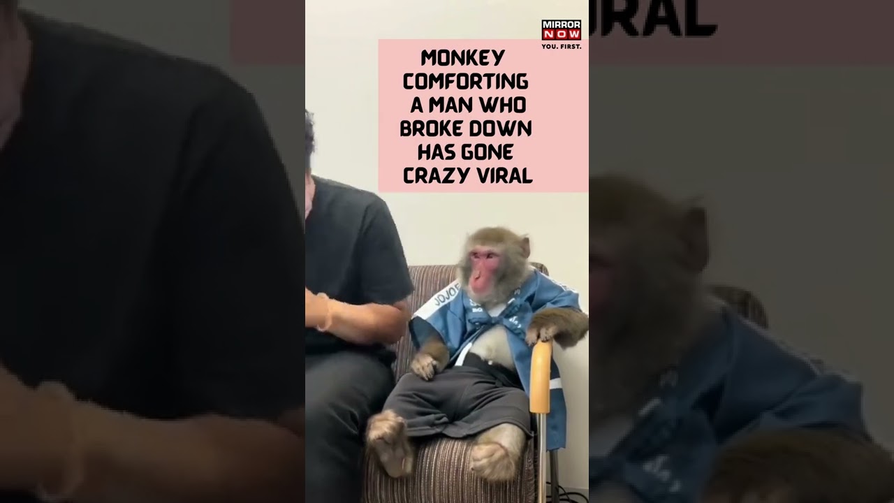 Monkey Cutely Comforts A Man, Video Goes Crazy Viral | Mirror Now #shorts