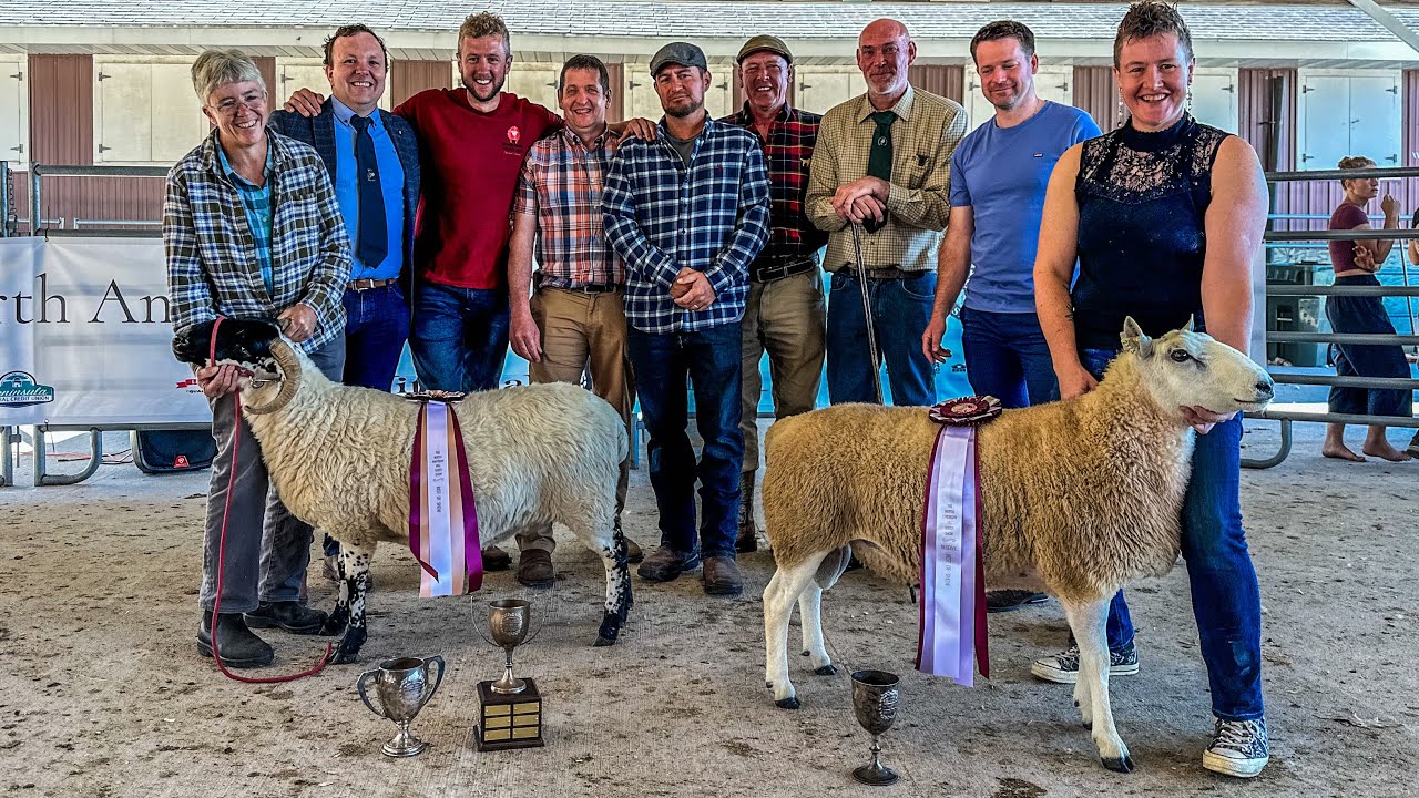 Showing sheep in the USA 🇺🇸