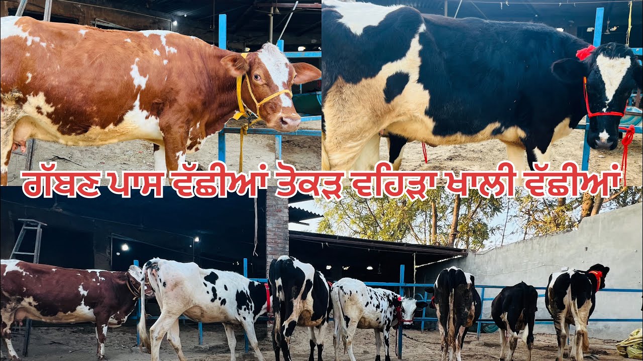 ਗੱਬਣ ਪਾਸ ਵੱਛੀਆਂ 🔥ਤੋਕੜ ਵਹਿੜਾ 🔥 ਖਾਲੀ ਵੱਛੀਆਂ 🔥All animals for sale 