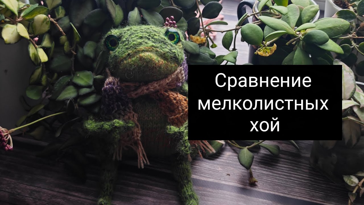 Сравнение мелколистных хой 