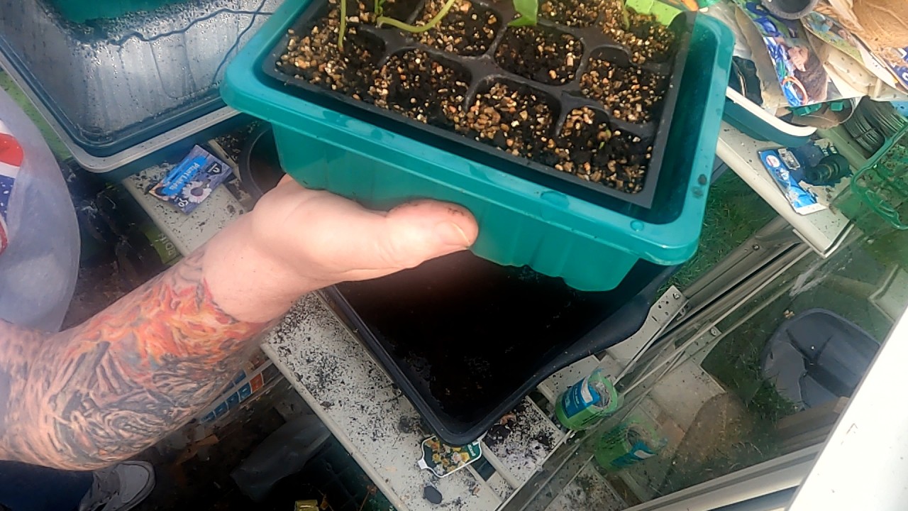 potting on chili plants and a quick garden tour #allotment #gardening #gardeninguk