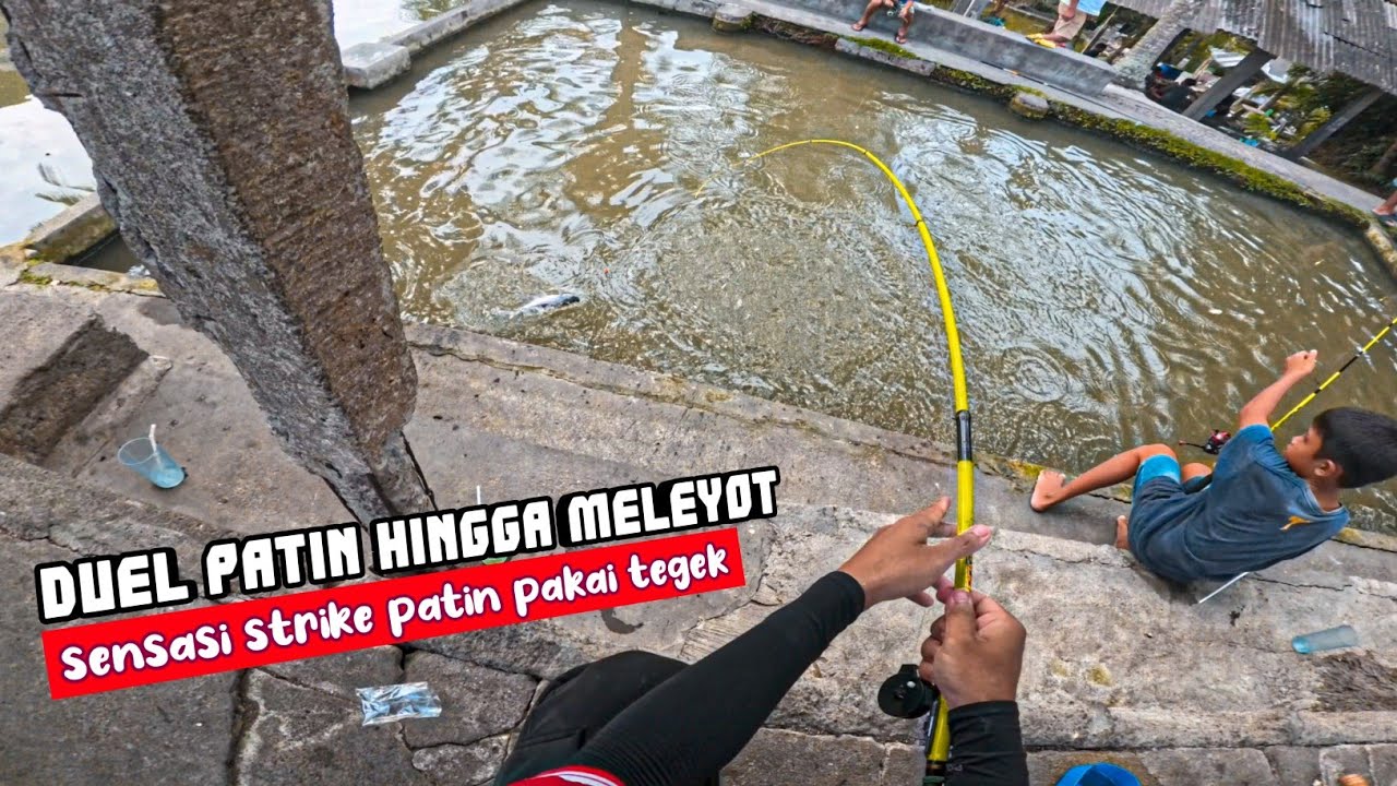 STRIKE BIKIN CANDU‼️Aku Mancing 3 Jenis Ikan di Kolam yang Ramah Strike Pakai Joran Tegek Lentur