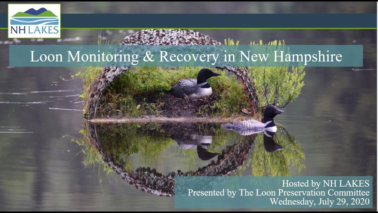 Loon Monitoring & Recovery in New Hampshire