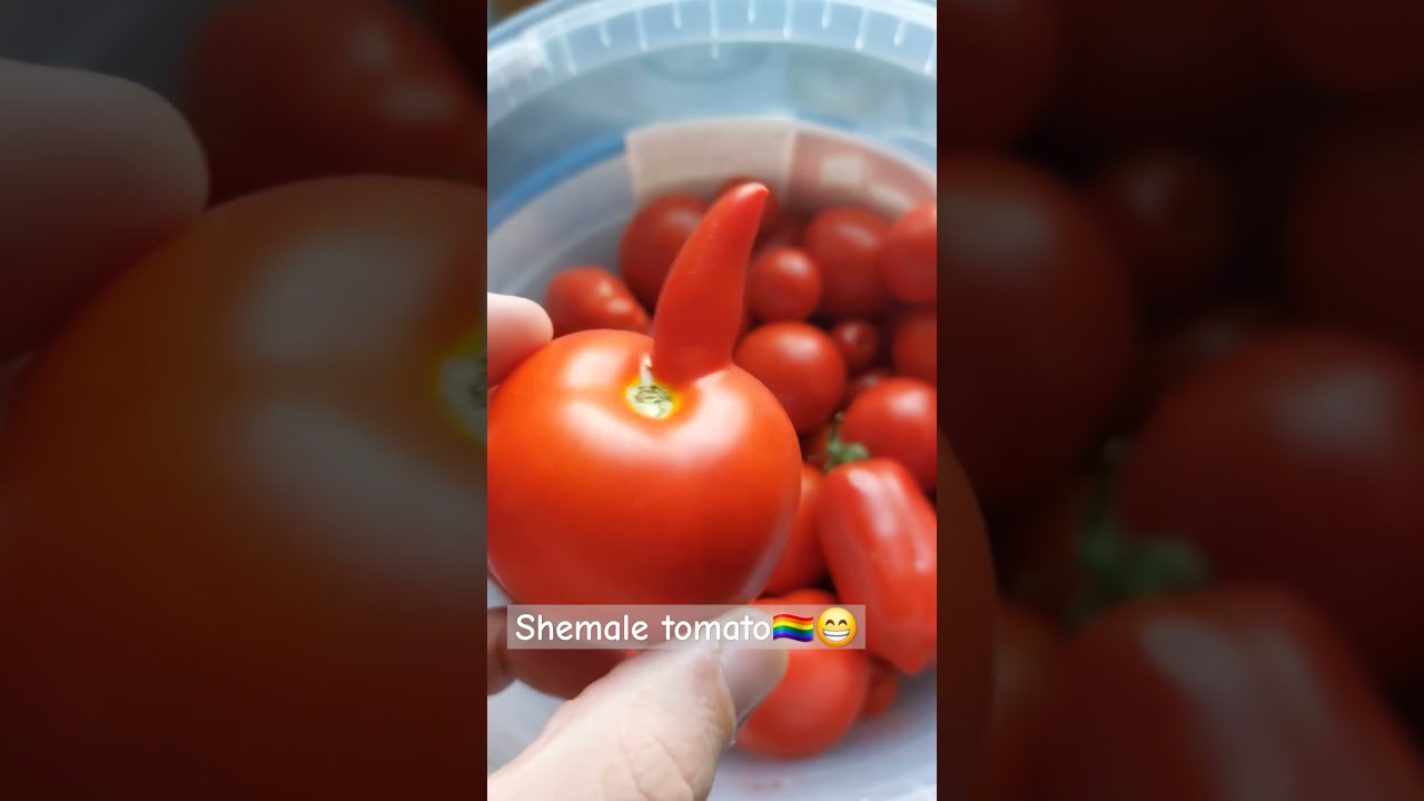 Tomato Unicorn🦄 #tomato #unikom #funny