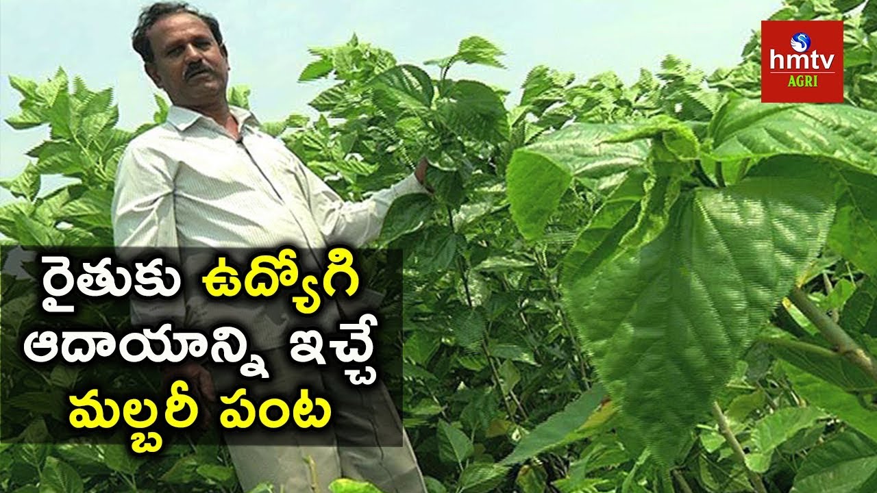 Success Story of Farmer Mahipal Reddy In Mulberry Cultivation | hmtv Agri