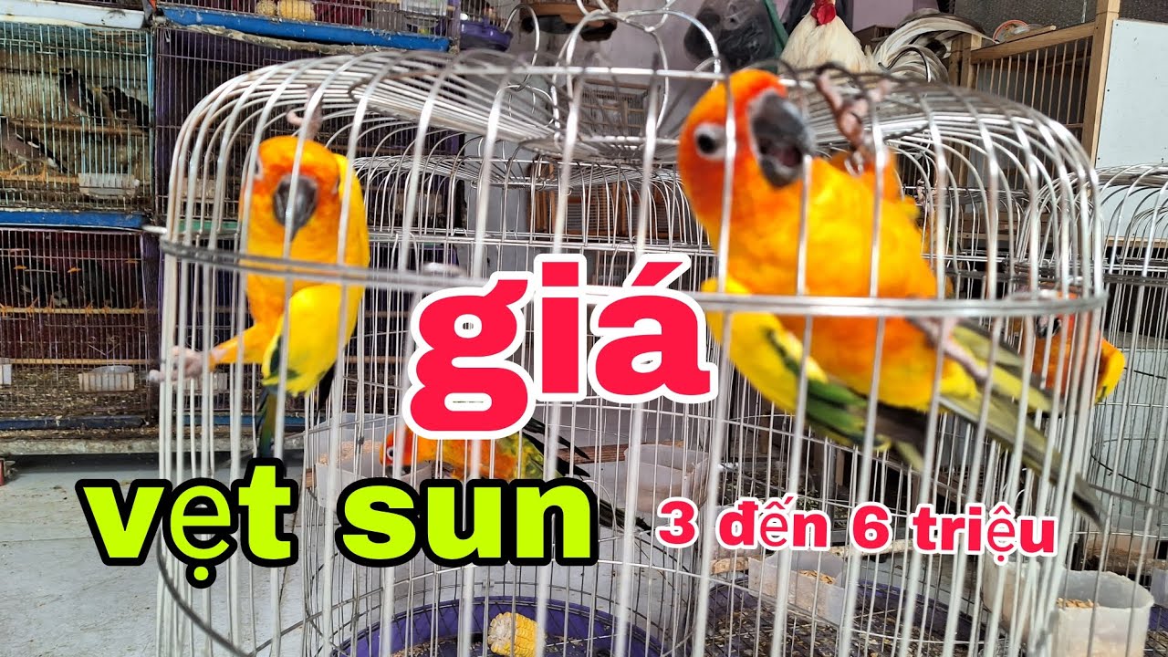 vẹt sun có giá từ 3 đến 6 triệu ( tại trại sinh vật cảnh - vân dương -tp Bắc Ninh)