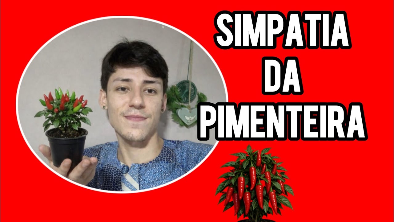 SIMPATIA DA PIMENTEIRA 🌶️
