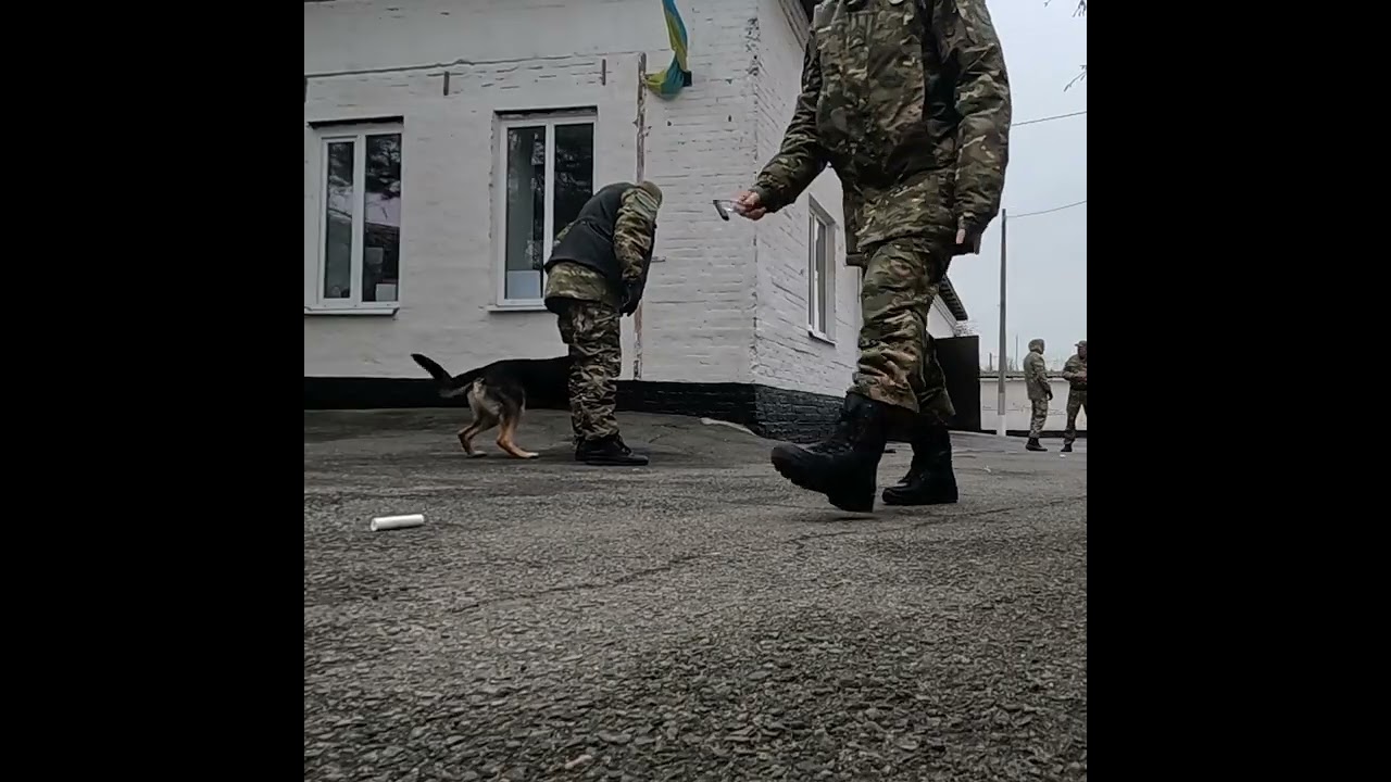#кайдо #germanshepherd #k9 #dogtraining 