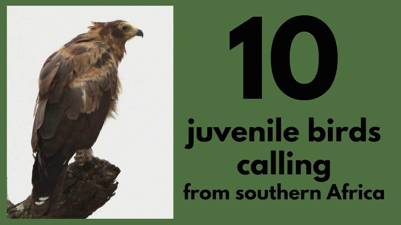 10 juvenile birds calling from southern Africa