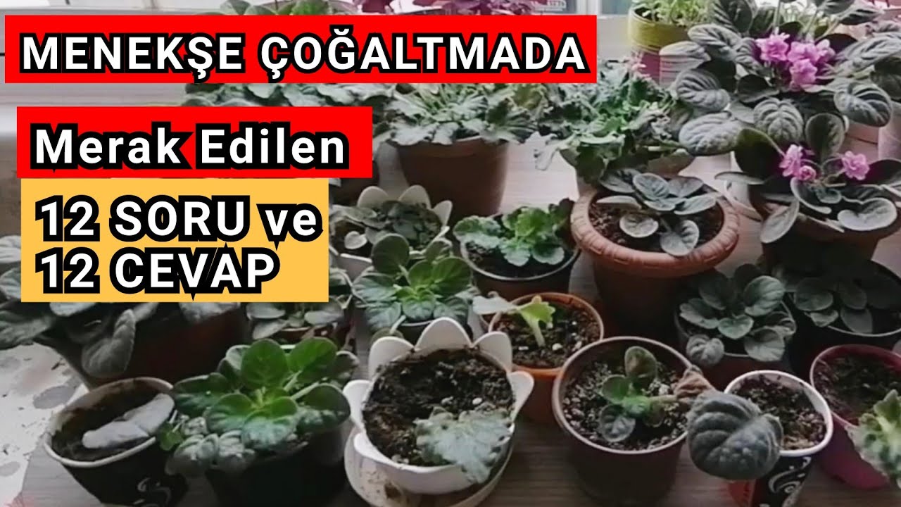 Menekşe Çoğaltmada Merak Edilen 12 SORU ve 12 CEVAP. Menekşe Çoğaltma. Menekşe Bakımı. Africa Viole