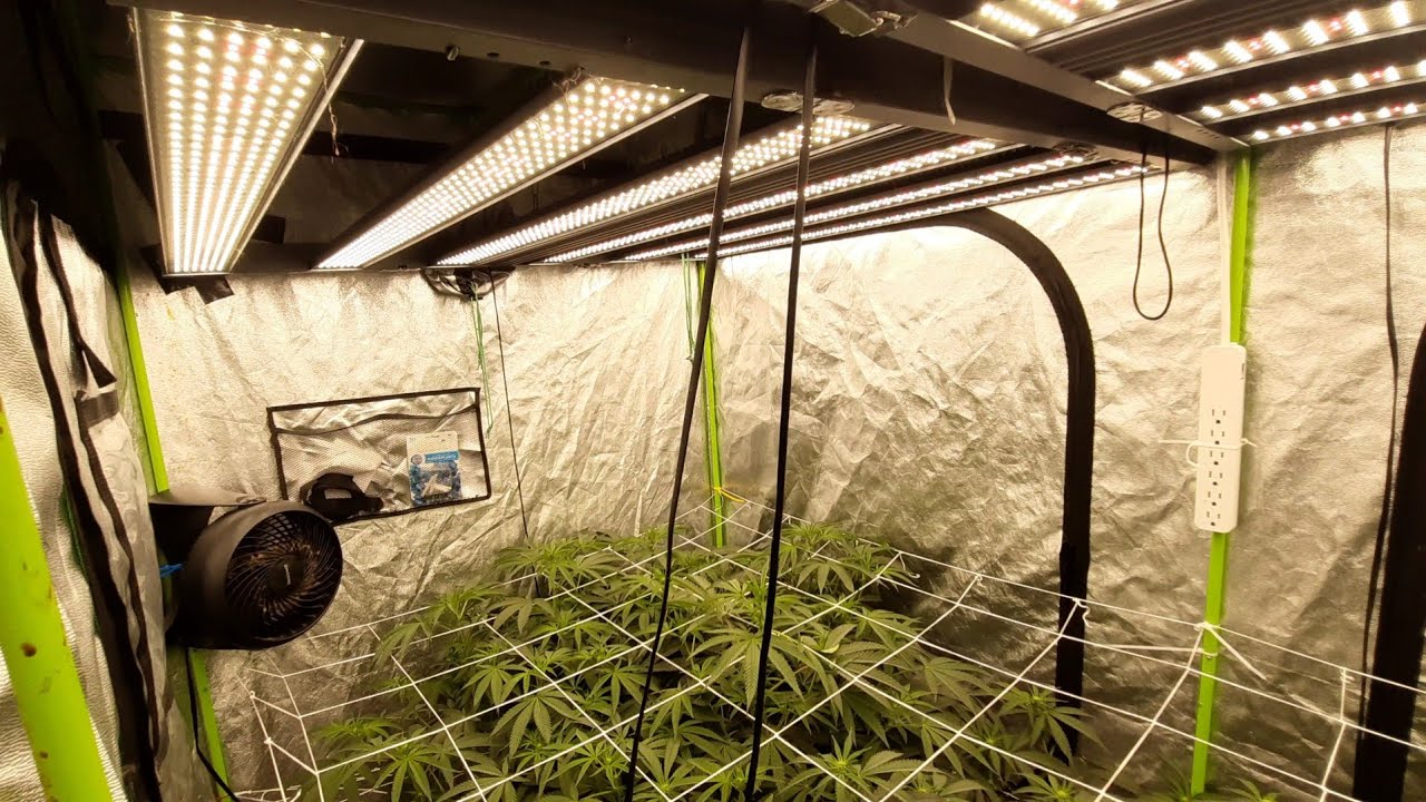My 4x8 Grow Tent Setup Cost Me Over $3500! 😳 WELL WORTH IT! ( LINK TO SEEDS IN DESCRIPTION)