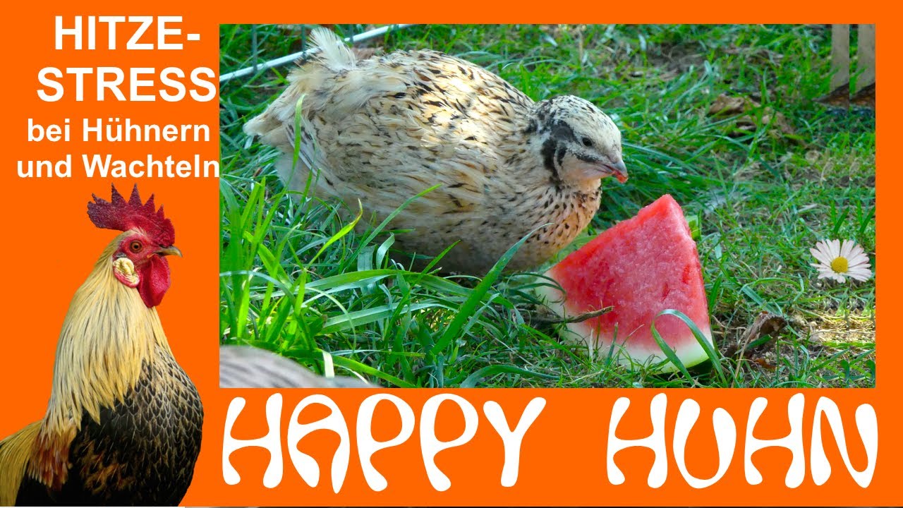 E99 Hitzestress bei Hühnern und Wachteln verhindern - HAPPY HUHN - Geflügel vor Hitze schützen