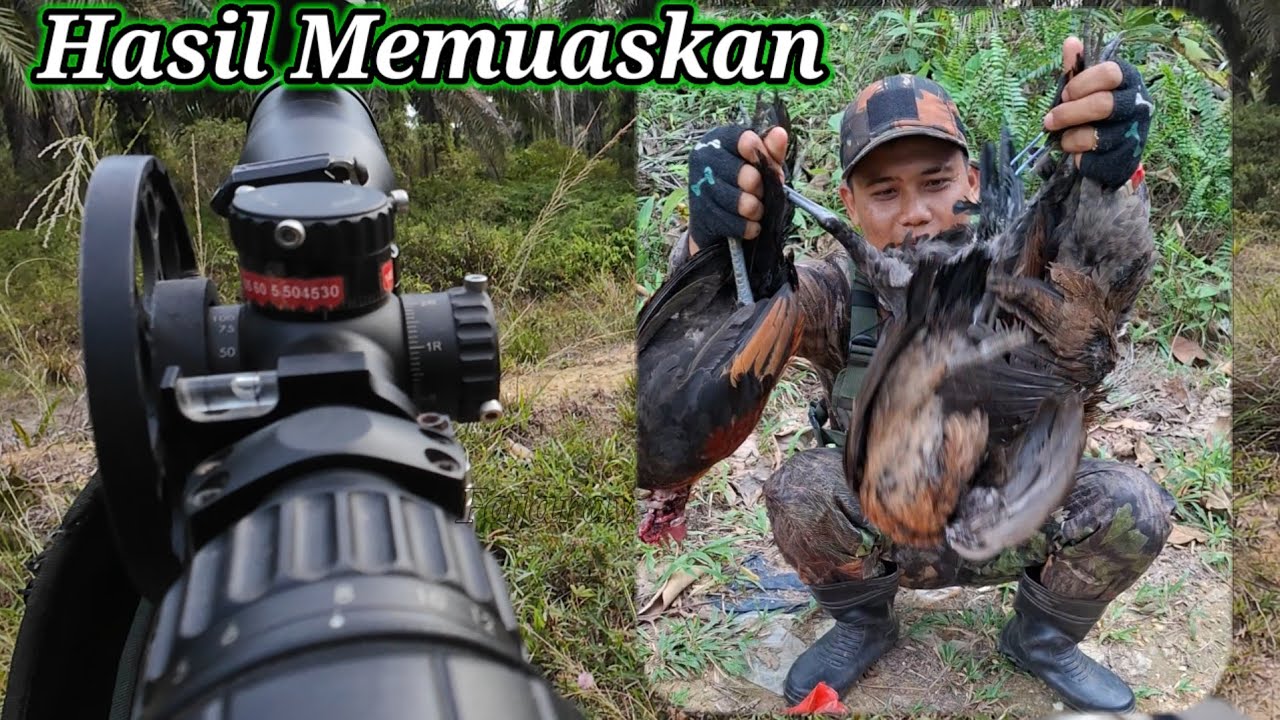 BERBURU AYAM HUTAN SAWIT 170925 || Bertemu dengan pemikat