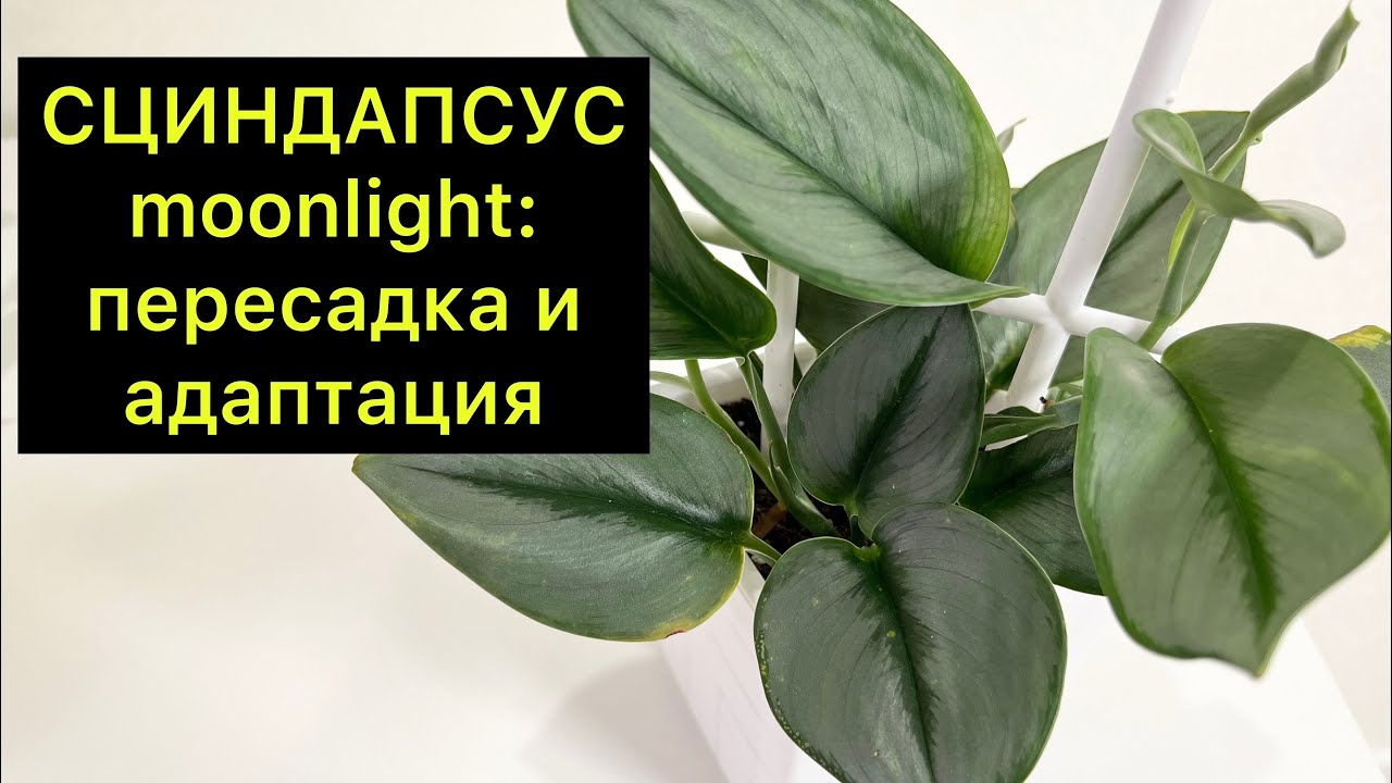 SCINDAPSUS moonlight: replanting and adaptation